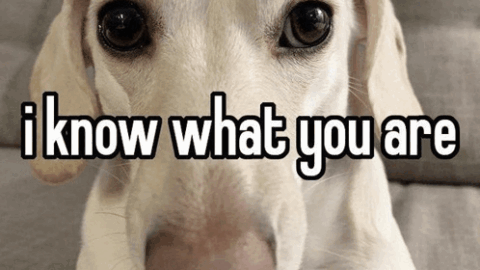 I Know What You Are Dog Meme