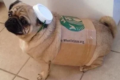 Did Somebody order a pugkin spice latte